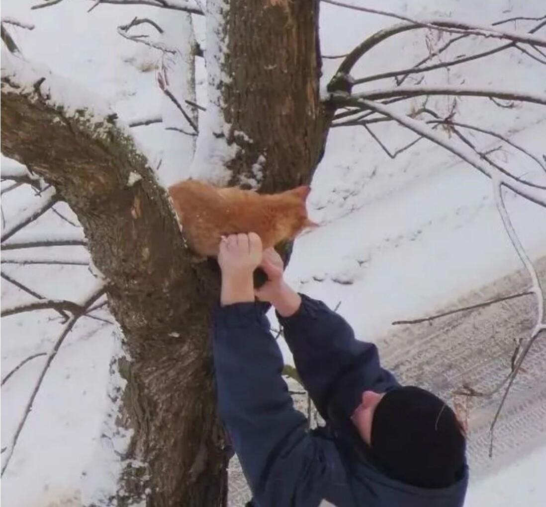 Как слезть с верхней. Спасение кота с дерева. Спасают котенка с дерева. Мальчик спасает котенка с дерева. Спасение котов с деревьев.