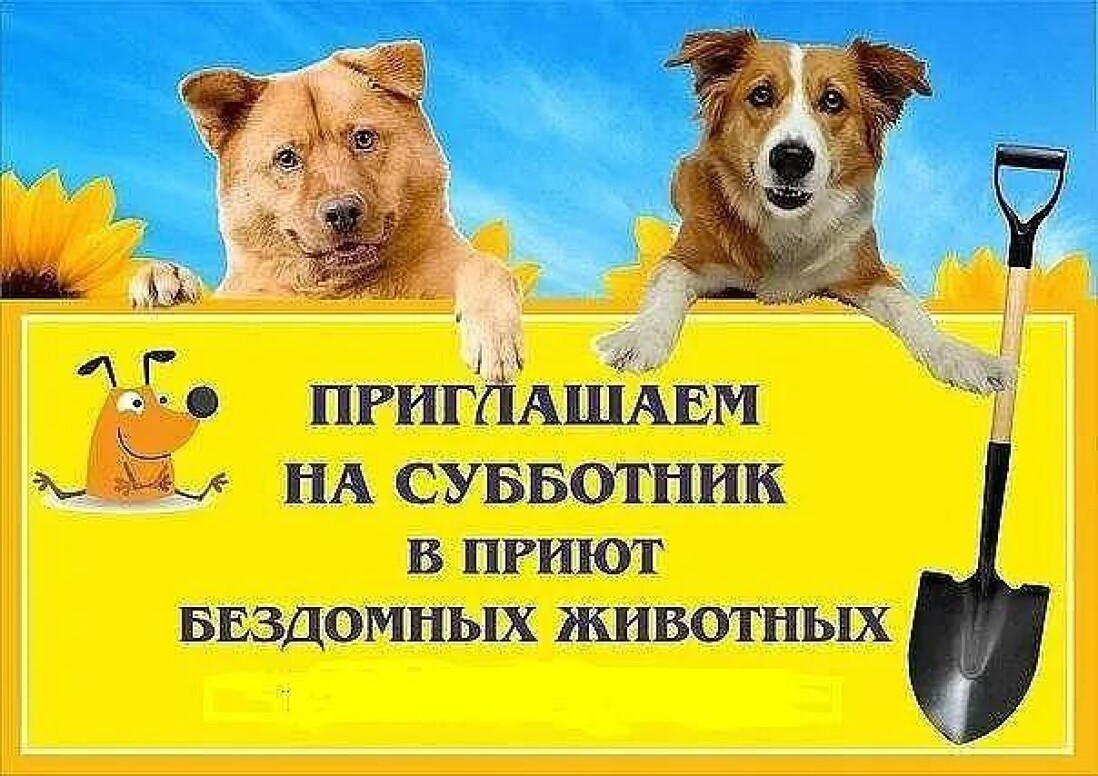 Проект помощь приюту для бездомных животных